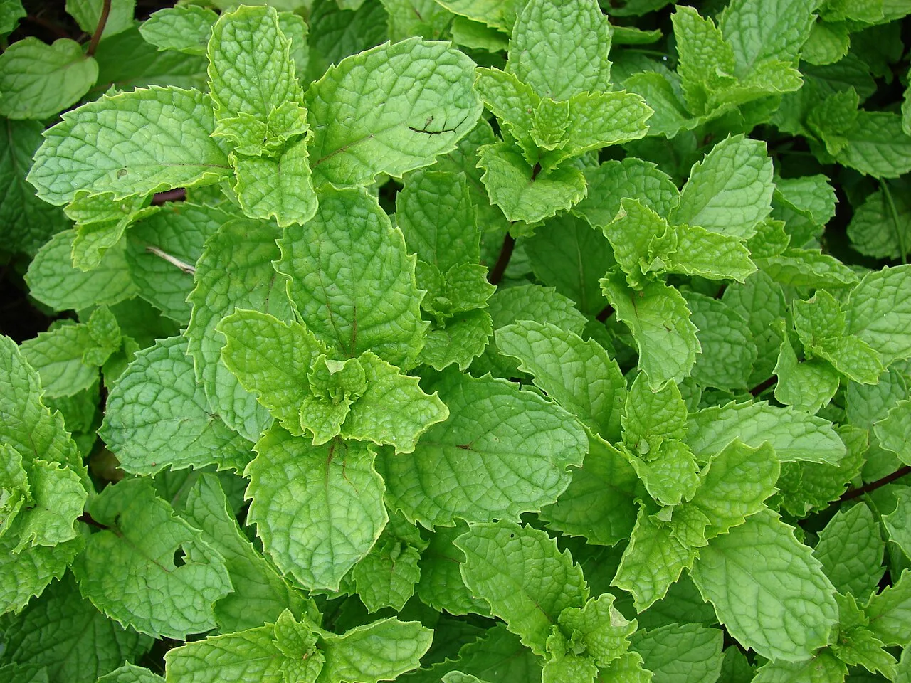Menthe