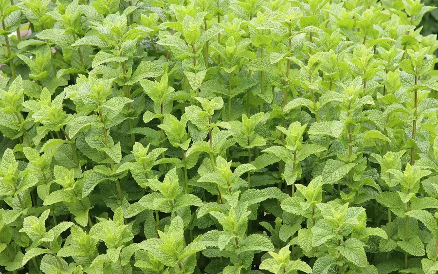 Menthe