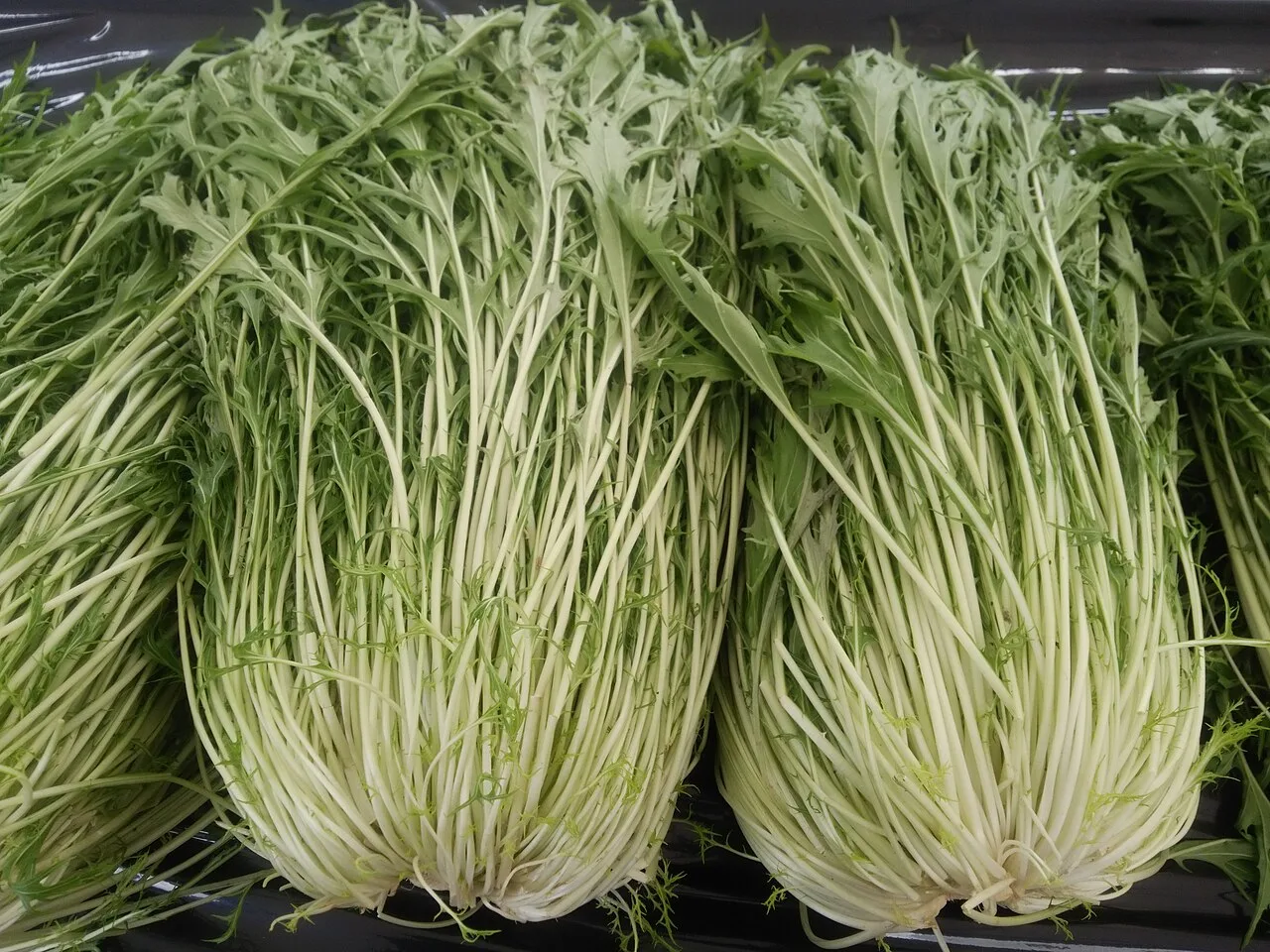 Mizuna