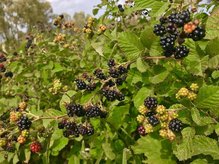 Mûrier