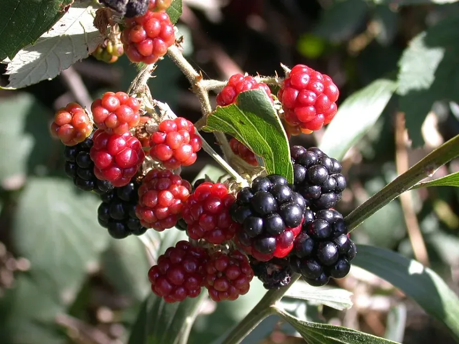Mûrier
