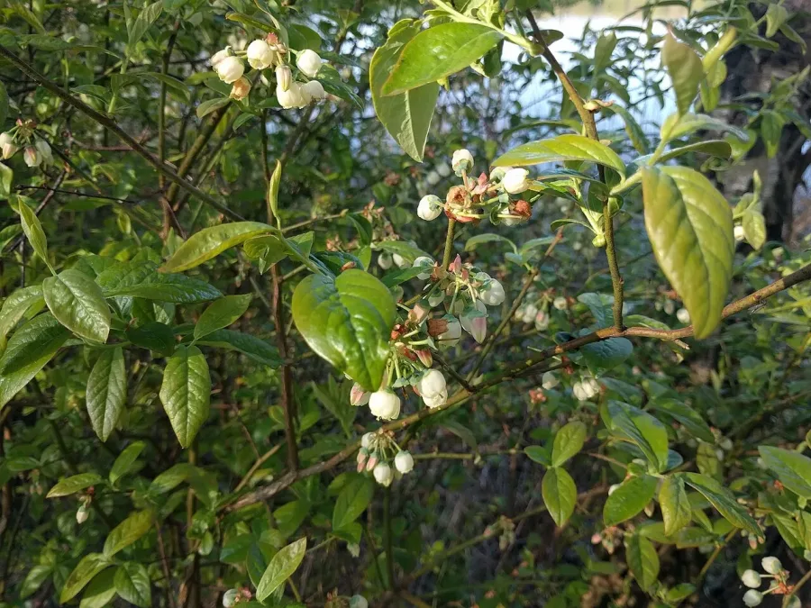 Myrtillier