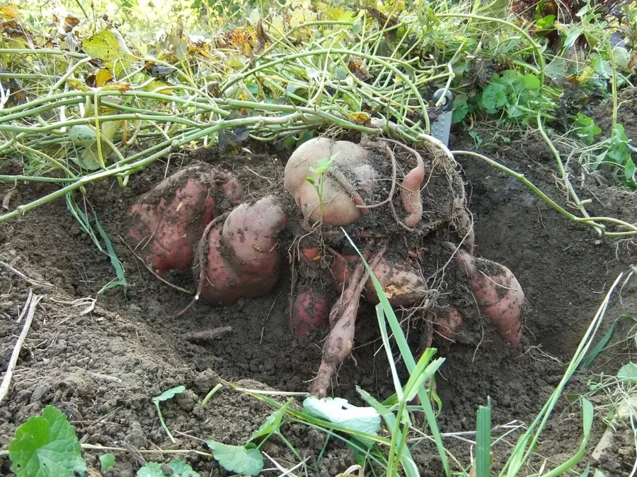 Patate douce