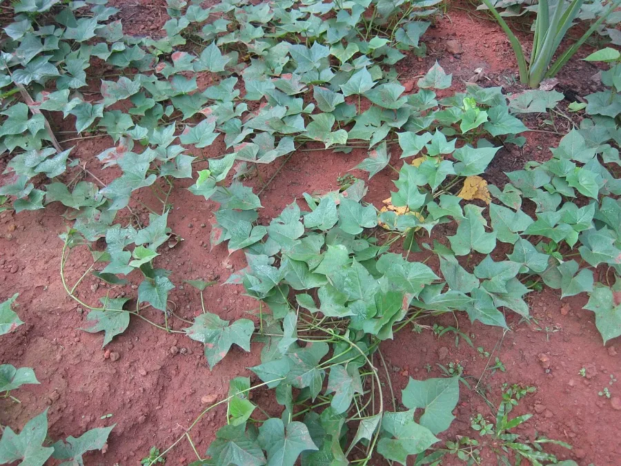 Patate douce