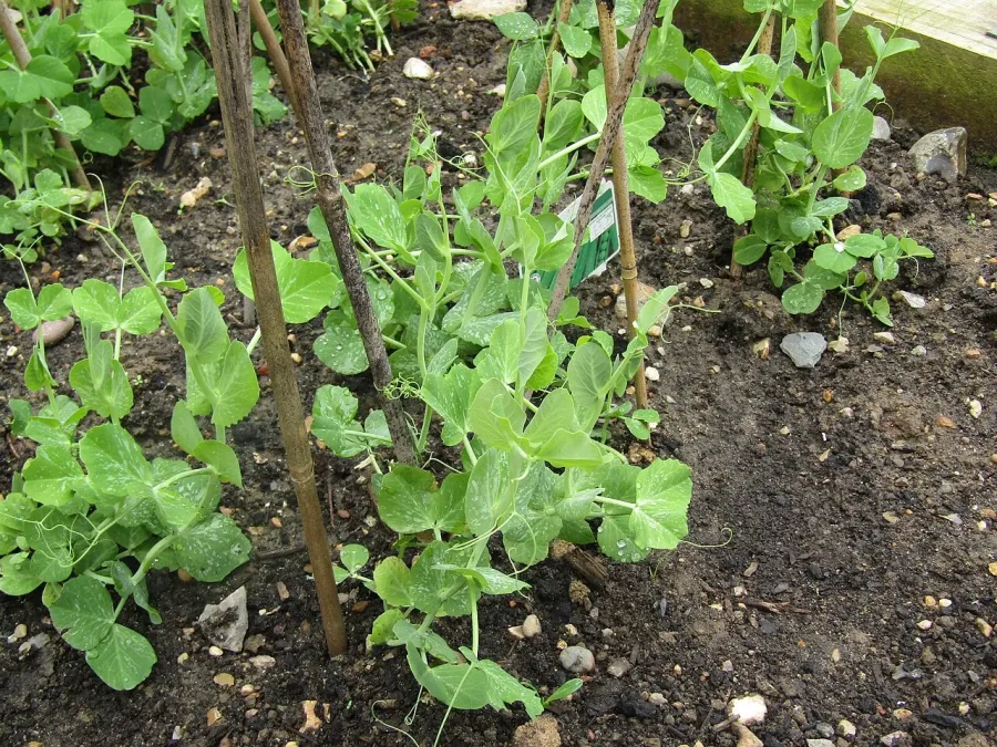 Petit pois