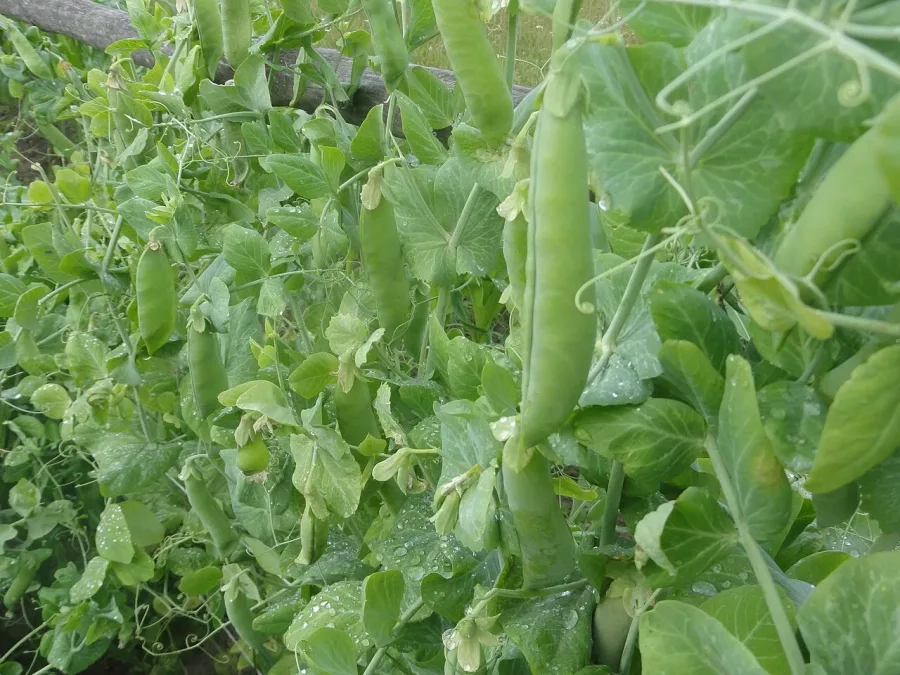 Petit pois