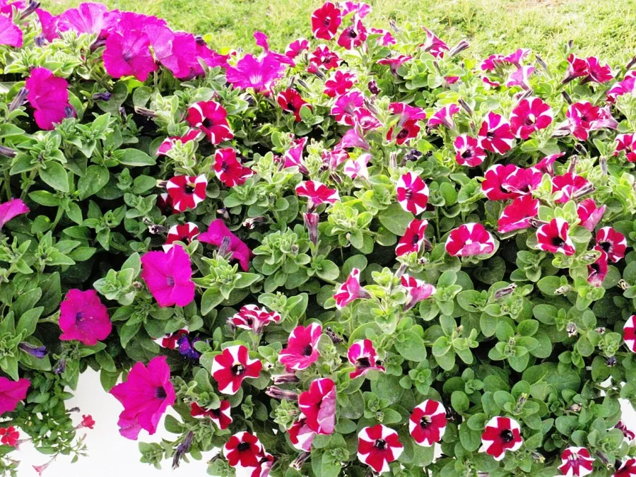 Pétunia