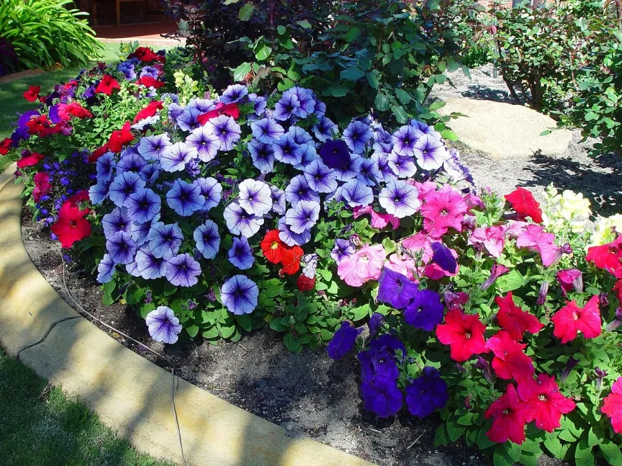 Pétunia