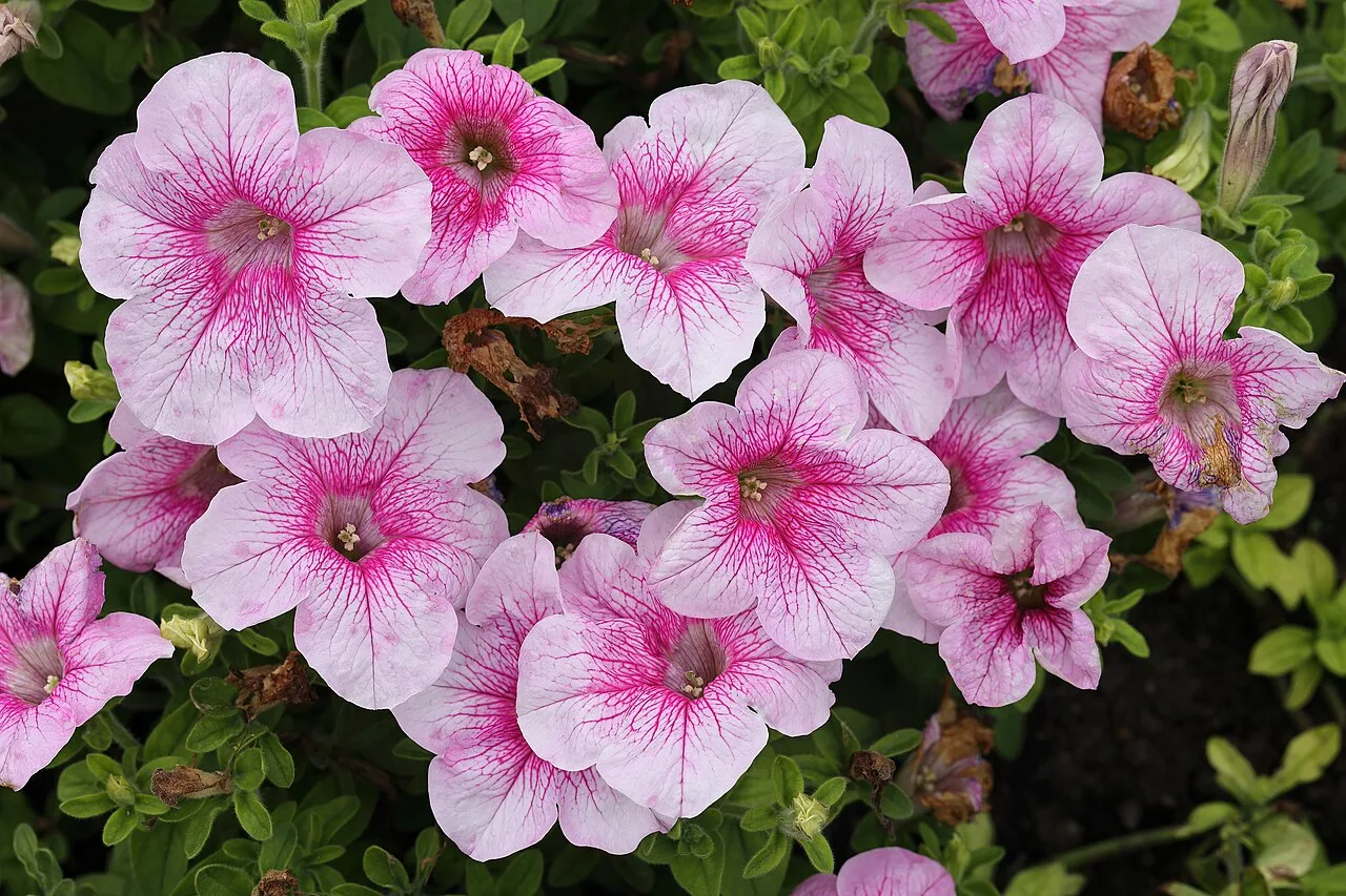 Pétunia