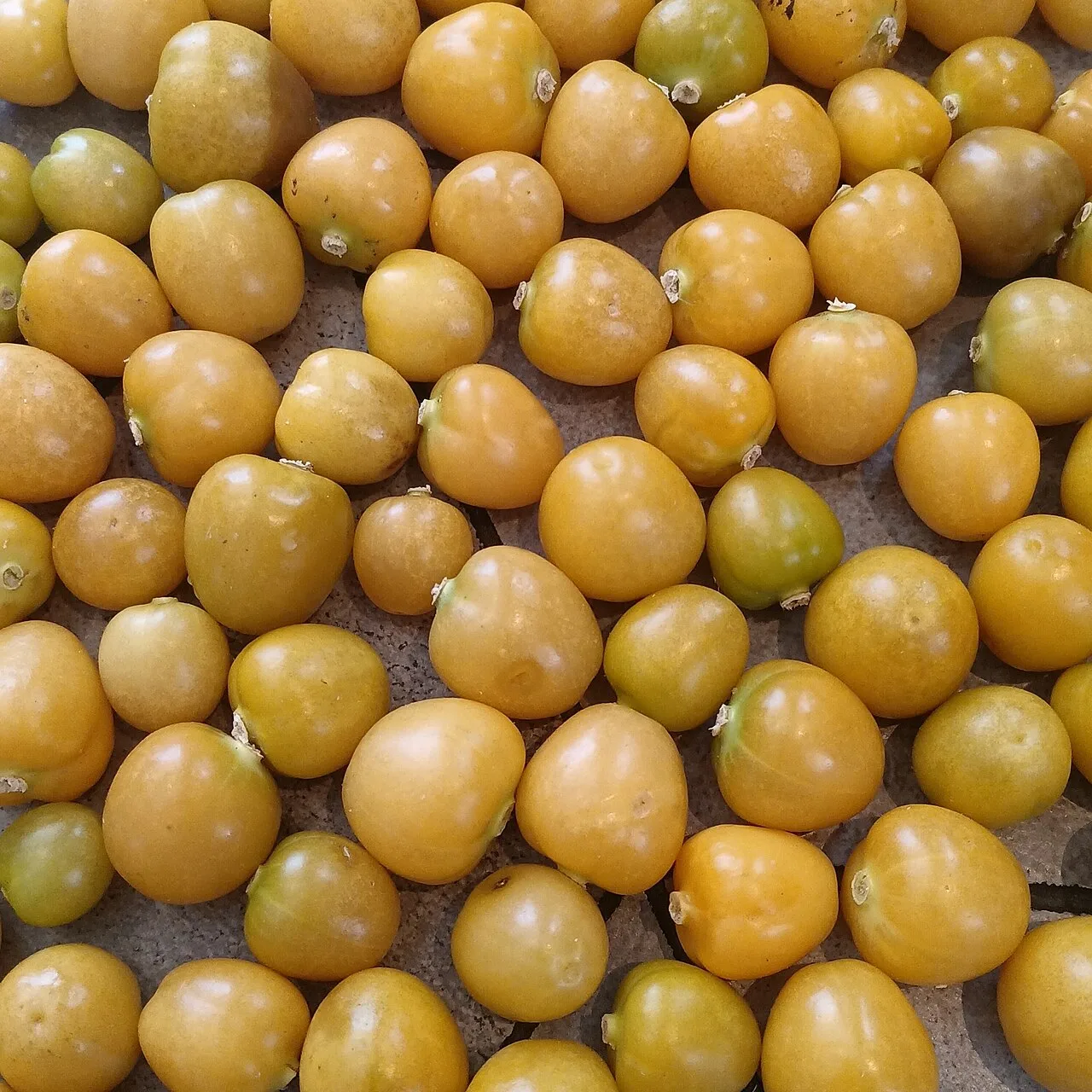 Physalis
