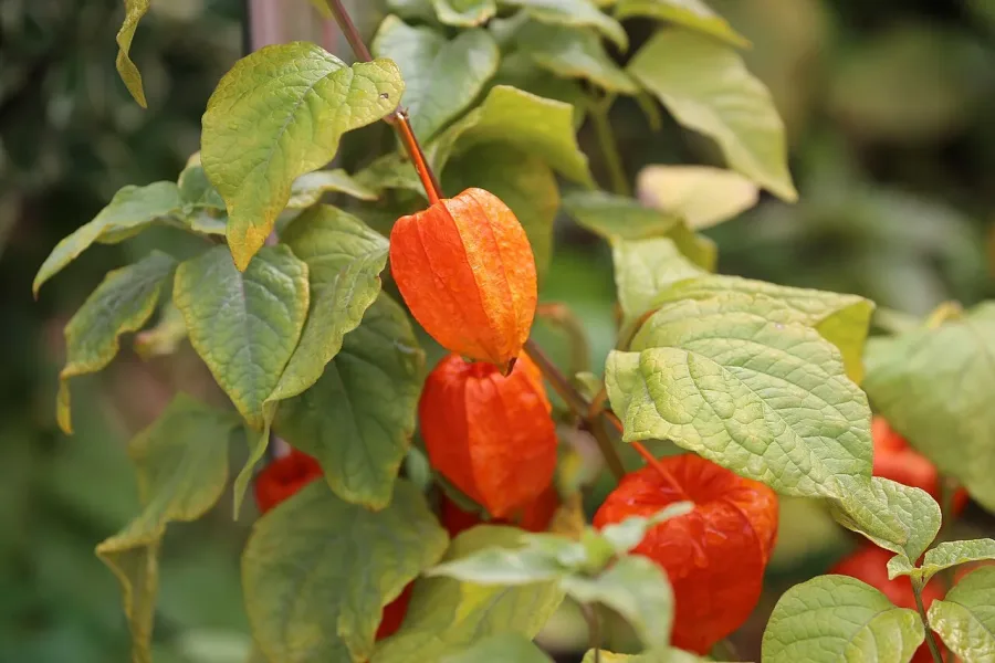 Physalis