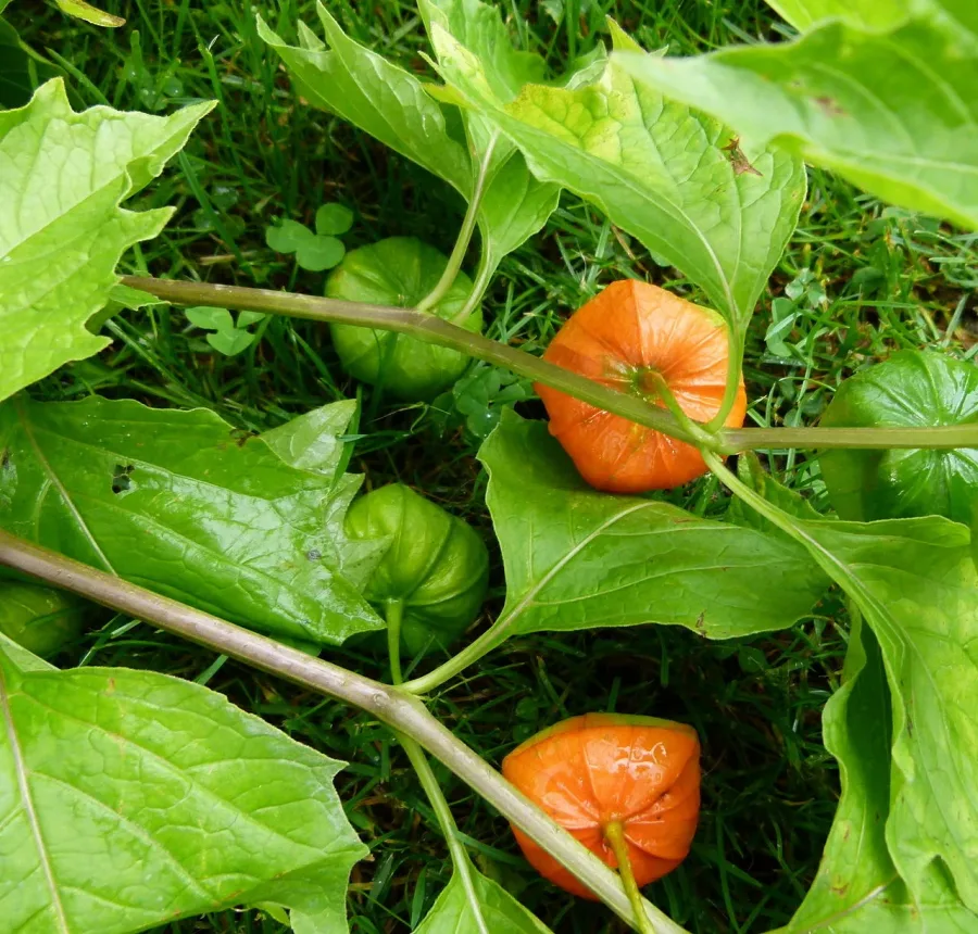 Physalis