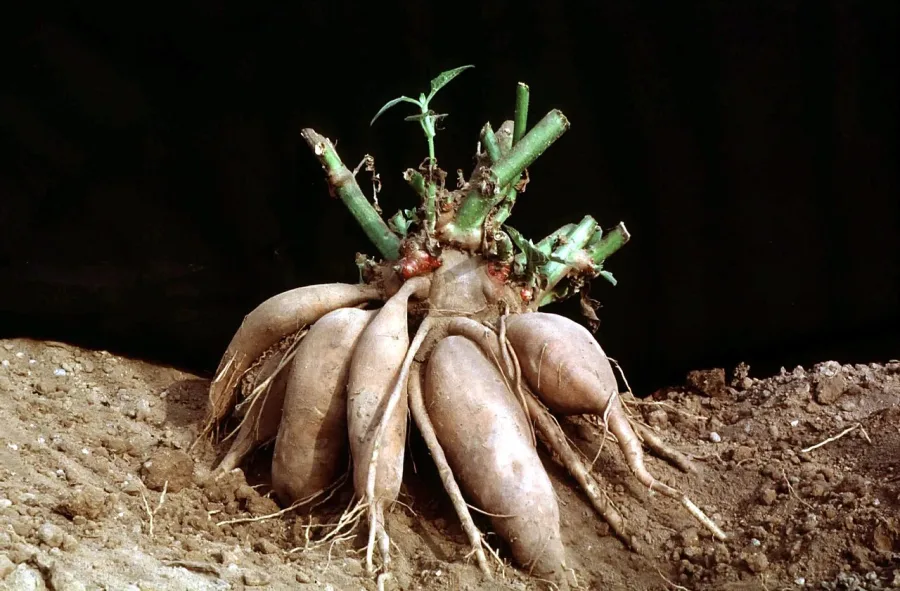 Poire de terre