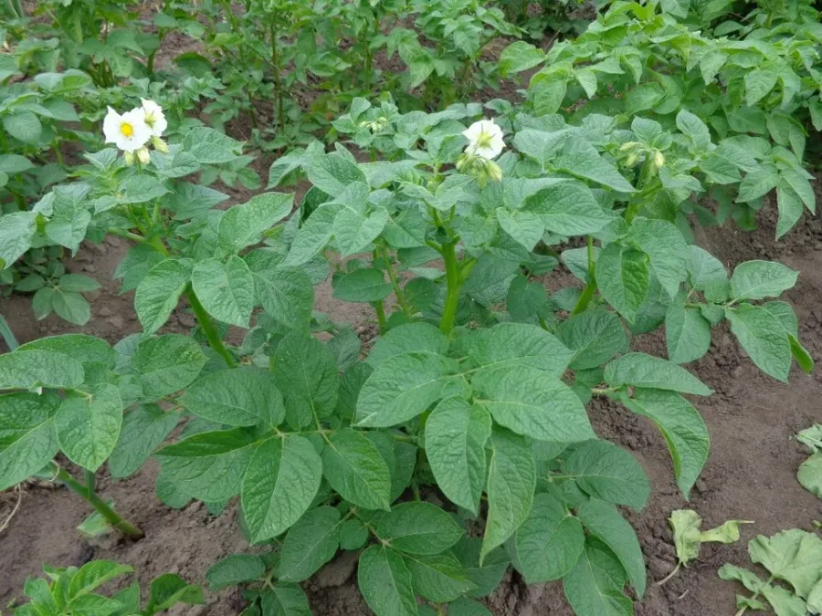 Pomme de terre