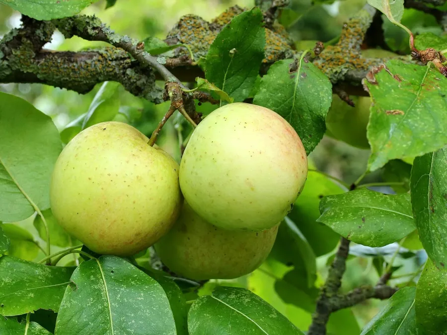 Pommier