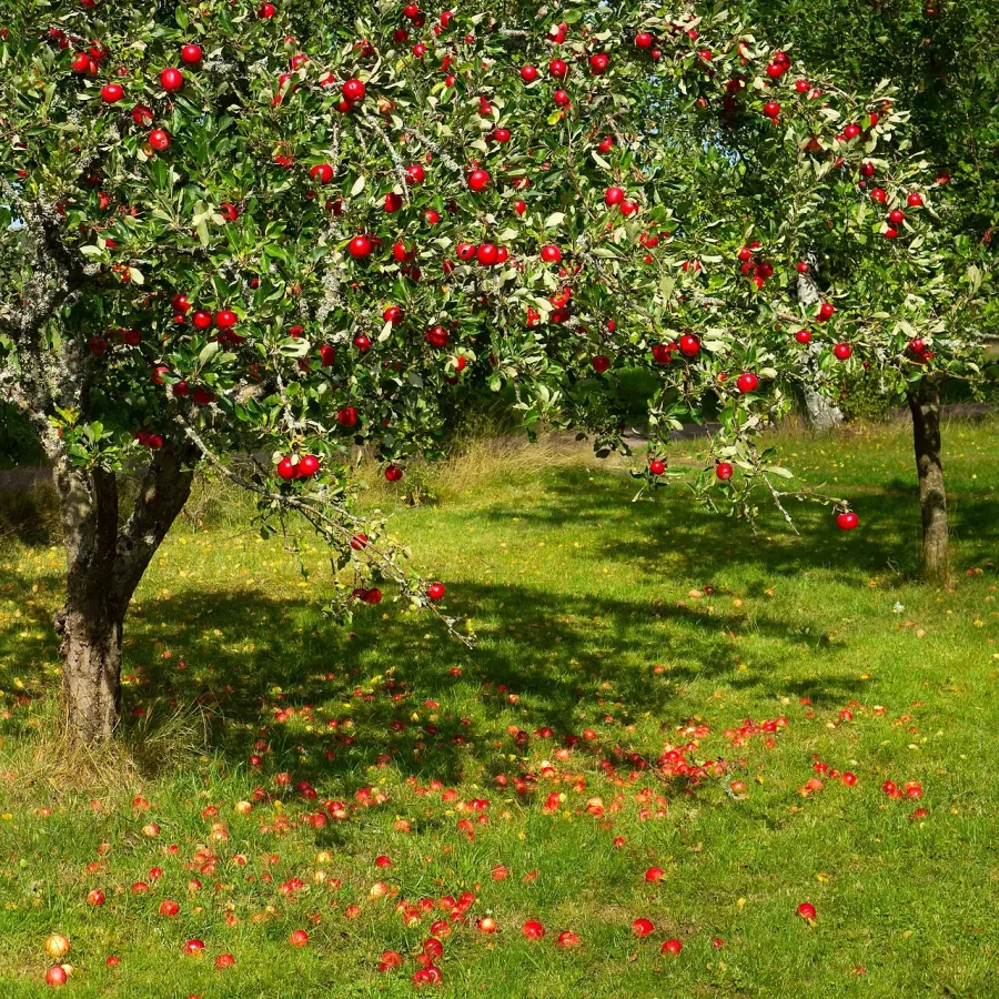 Pommier