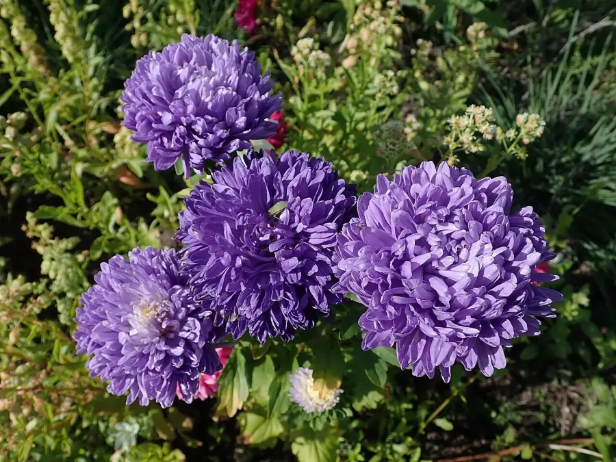 Reine-marguerite