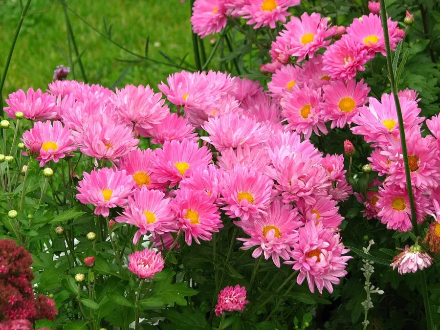 Reine-marguerite