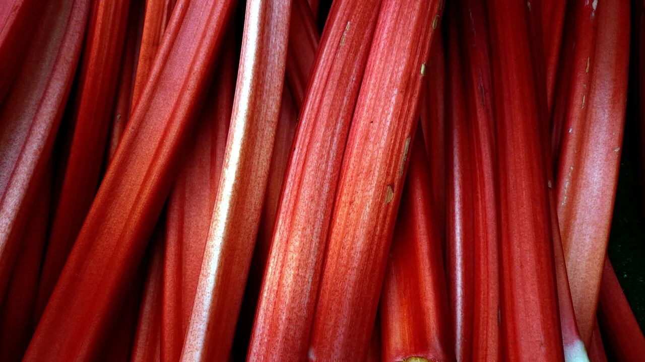 Rhubarbe