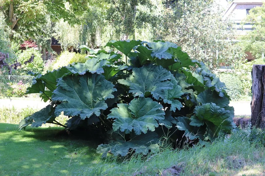Rhubarbe