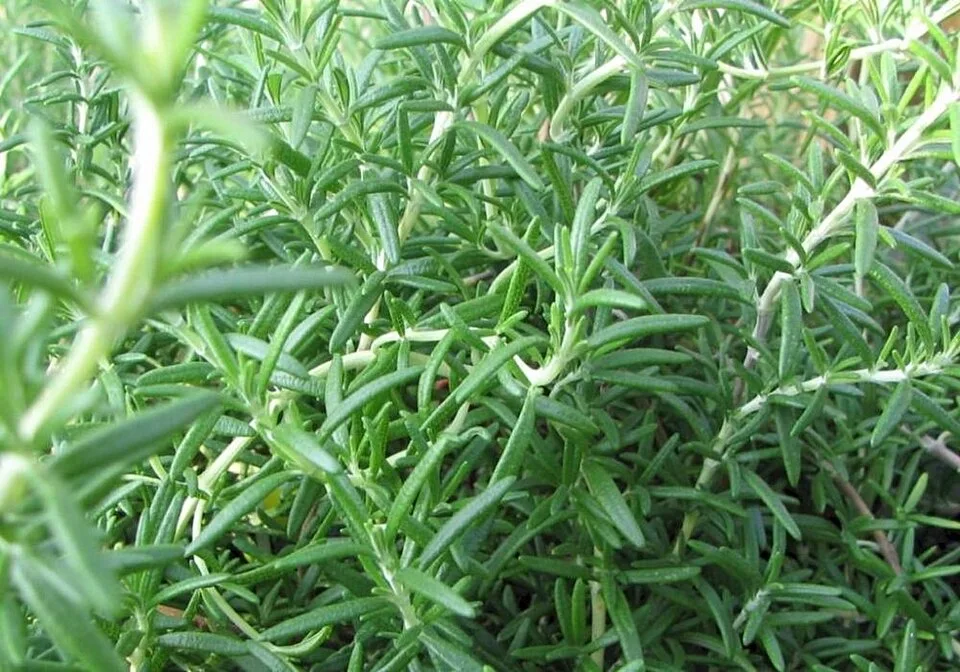Romarin