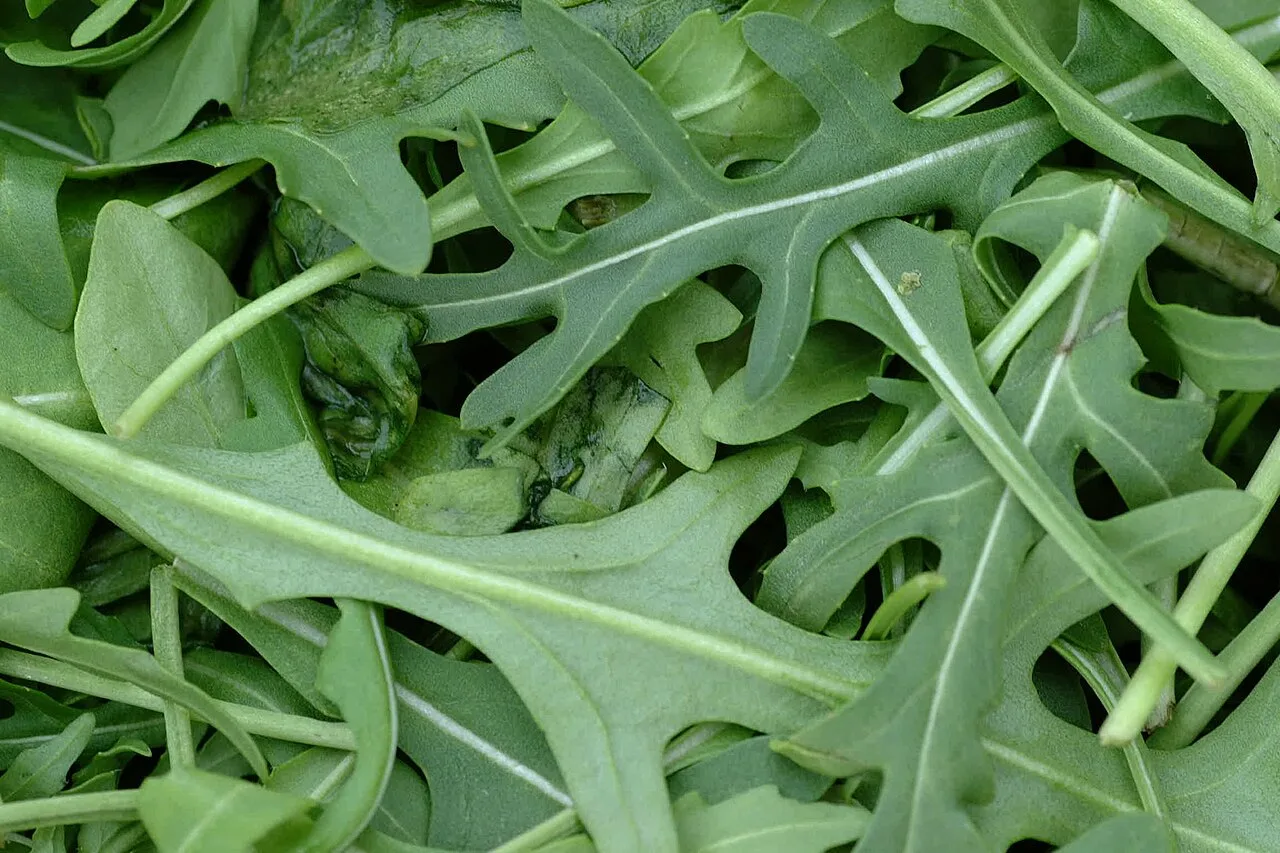 Roquette