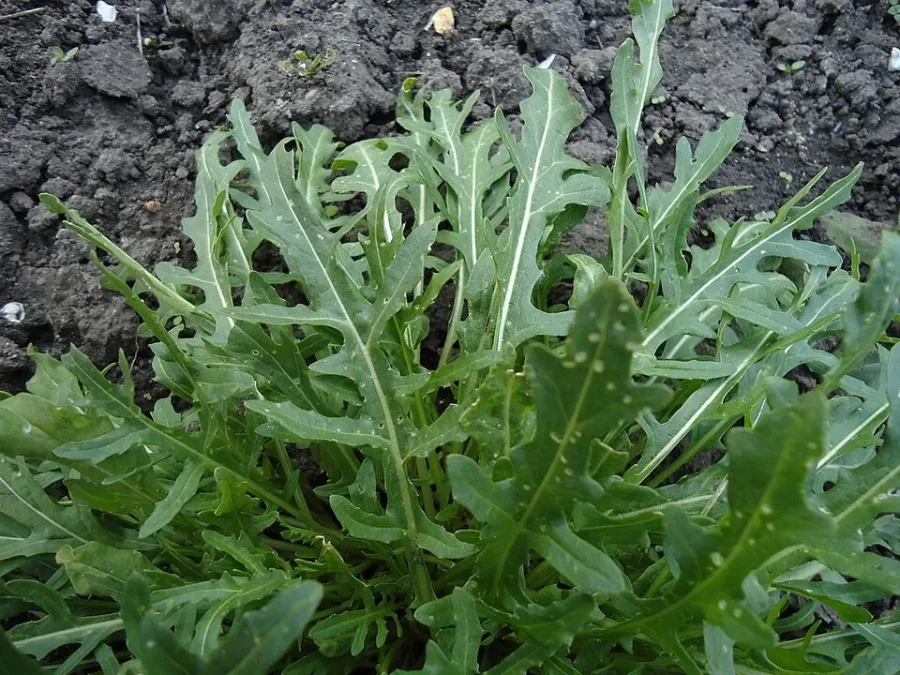 Roquette