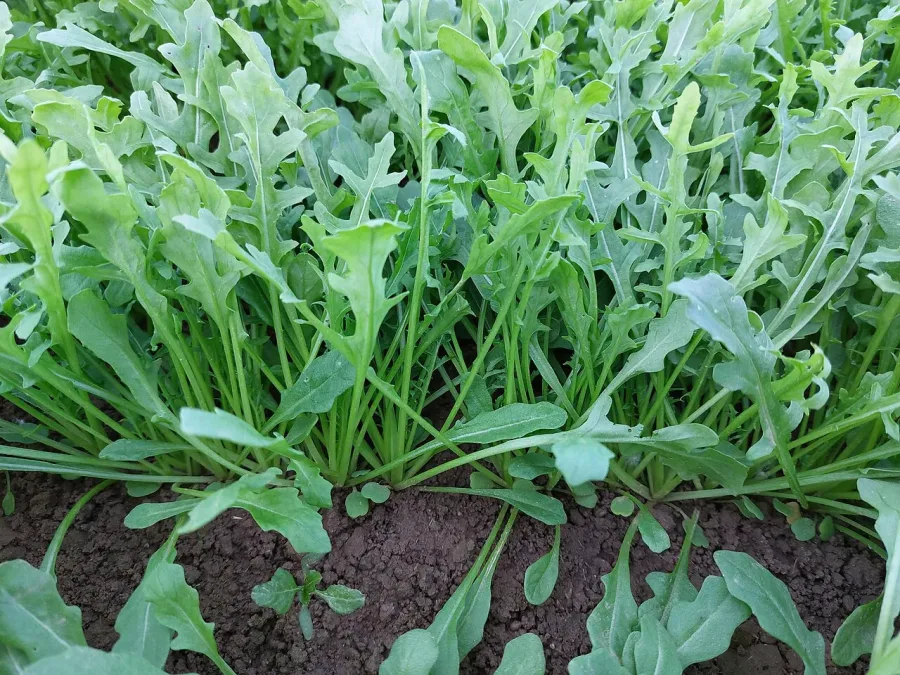 Roquette