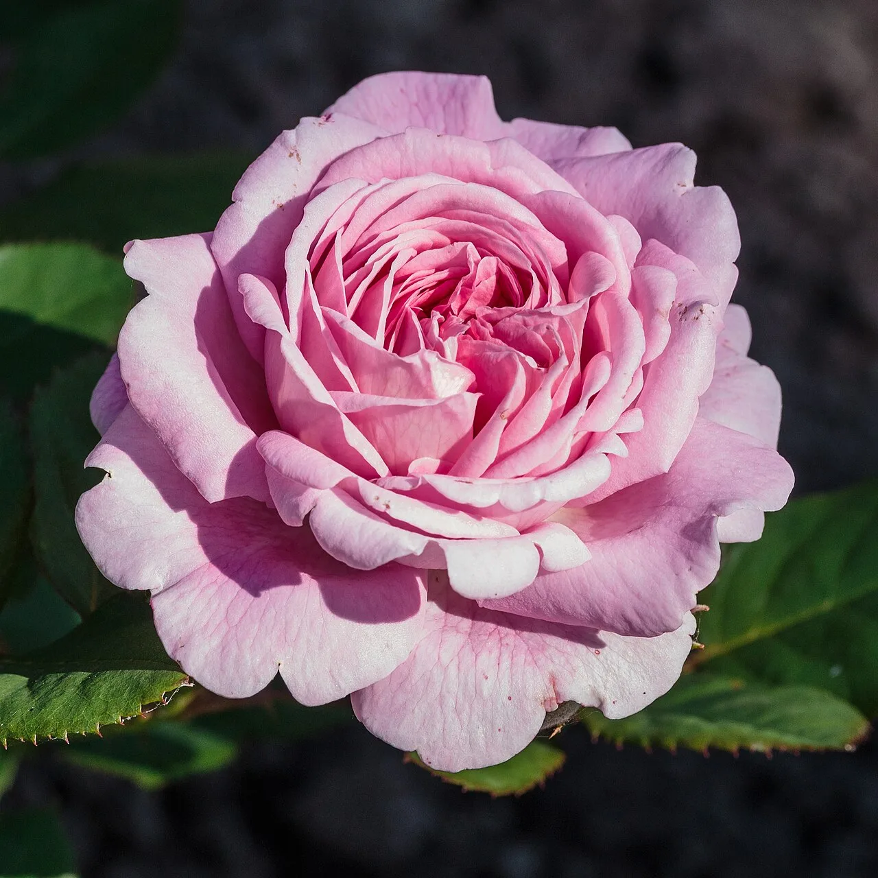 Rosier