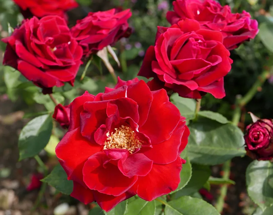 Rosier
