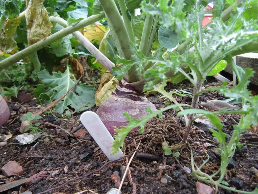 Rutabaga