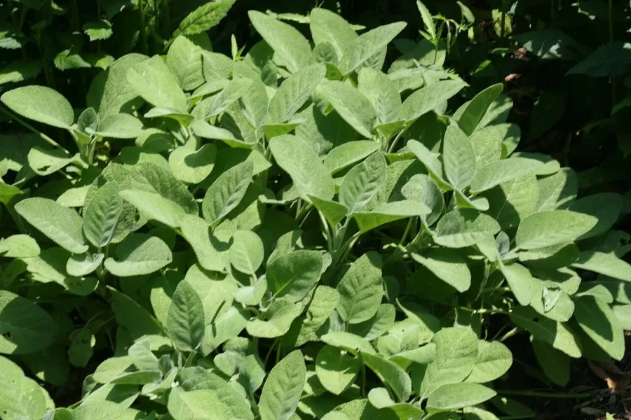 Sauge officinale