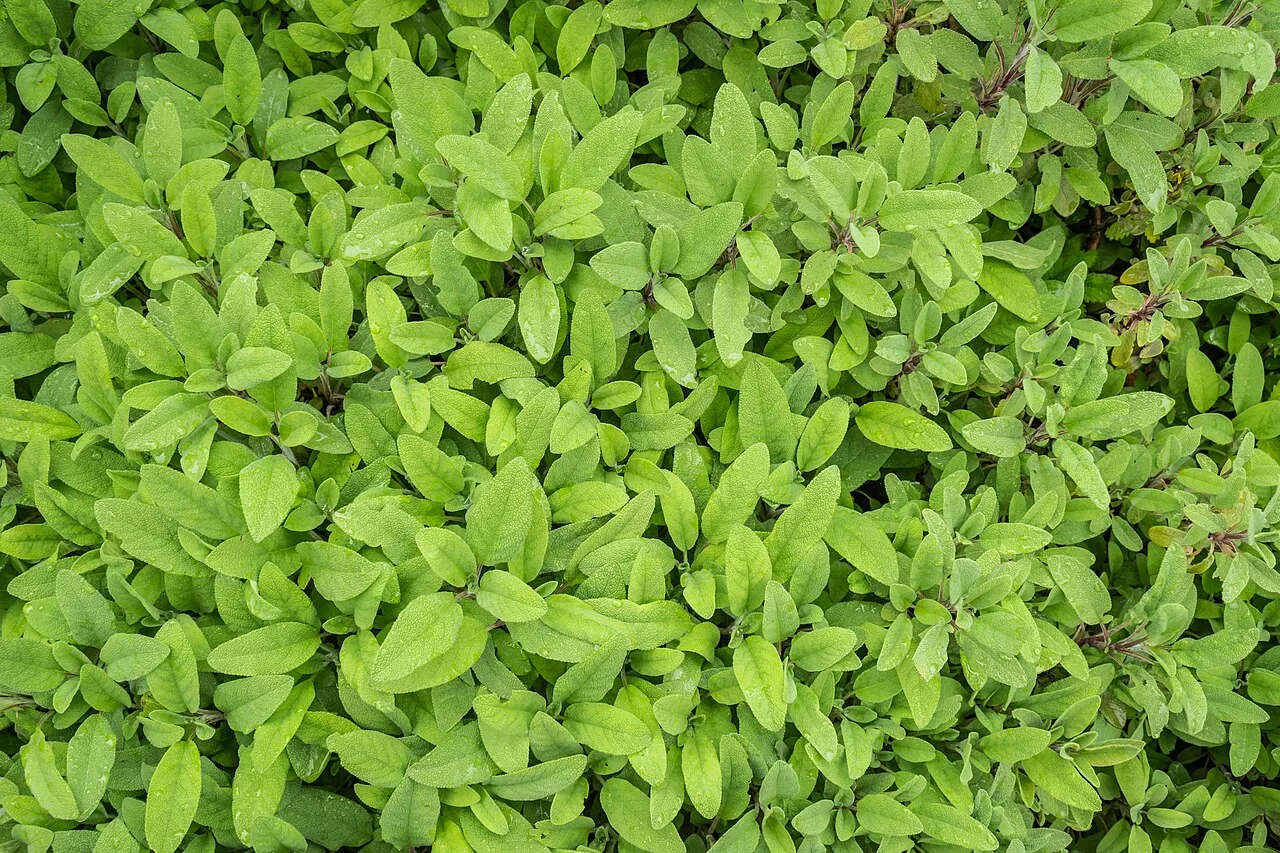 Sauge officinale