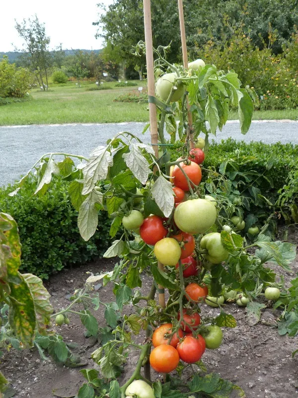 Tomate