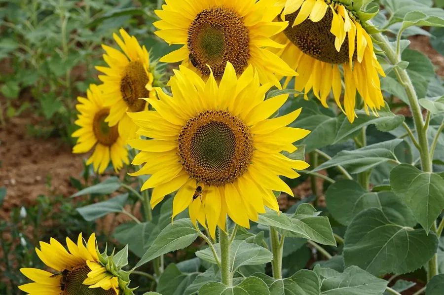 Tournesol