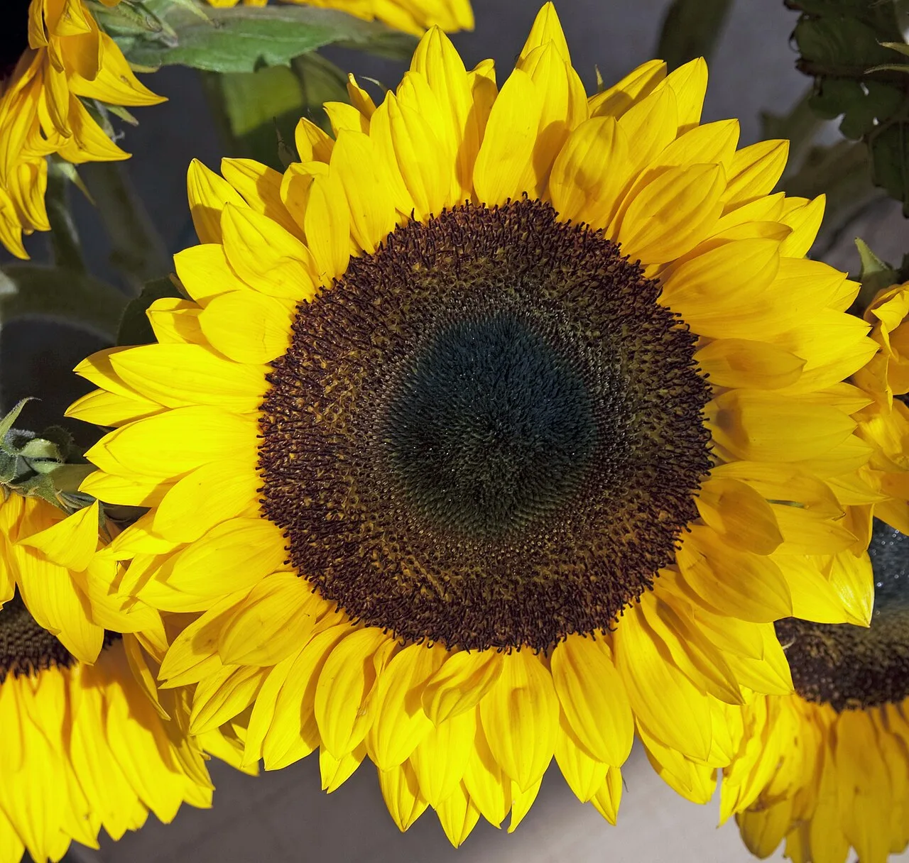 Tournesol