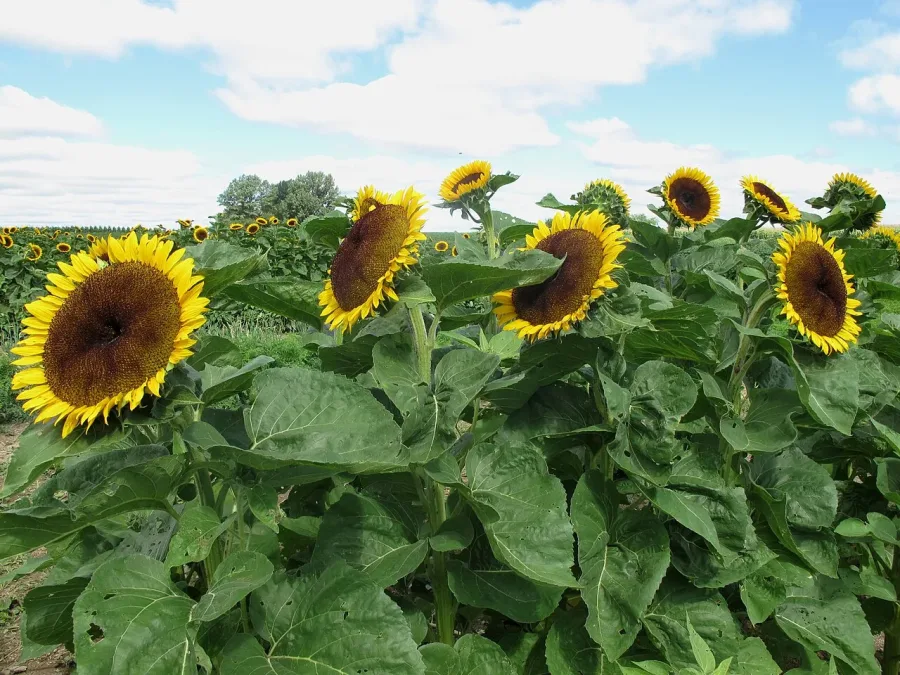 Tournesol