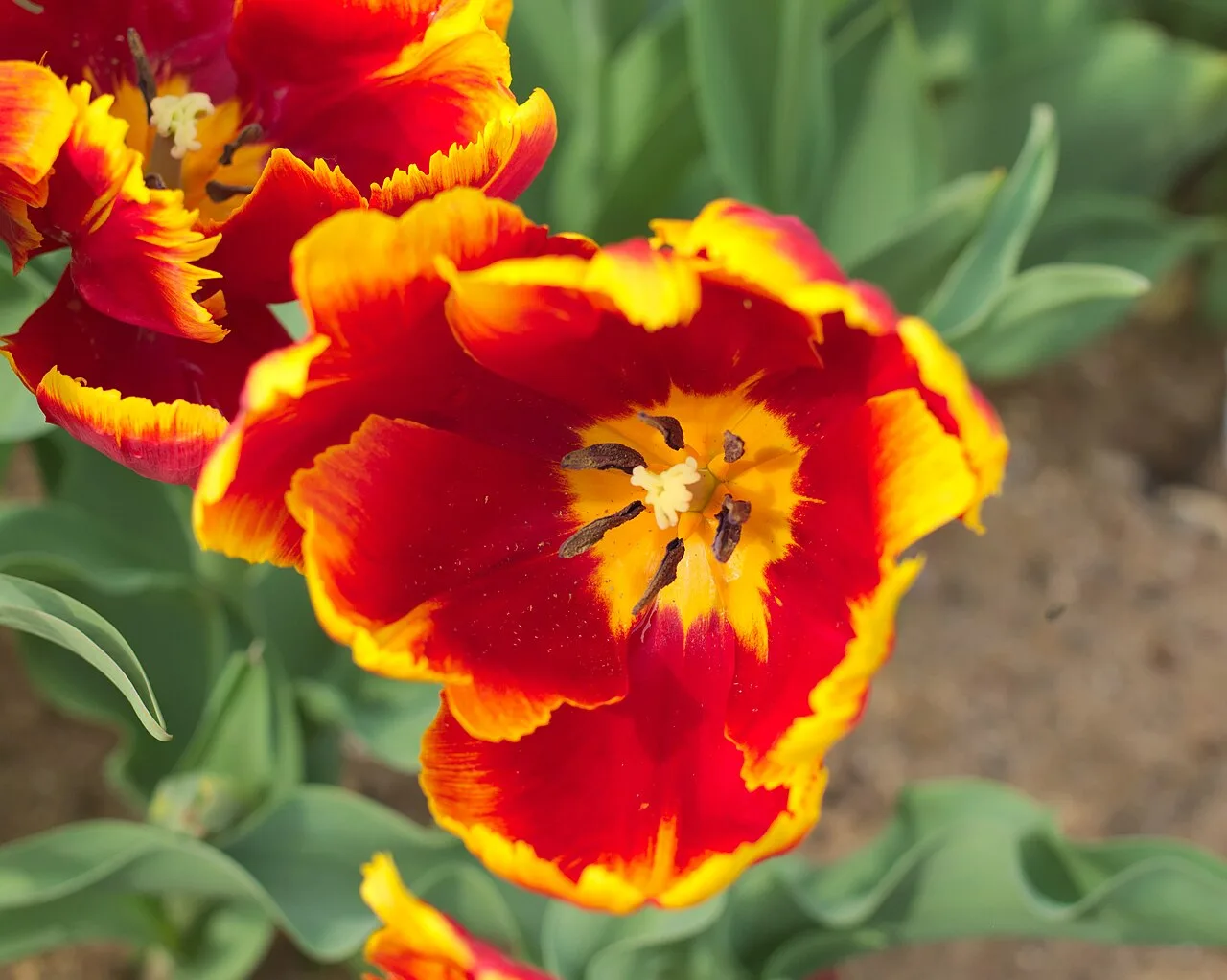Tulipe