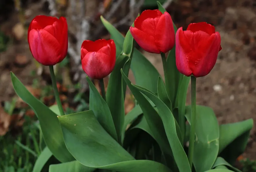 Tulipe