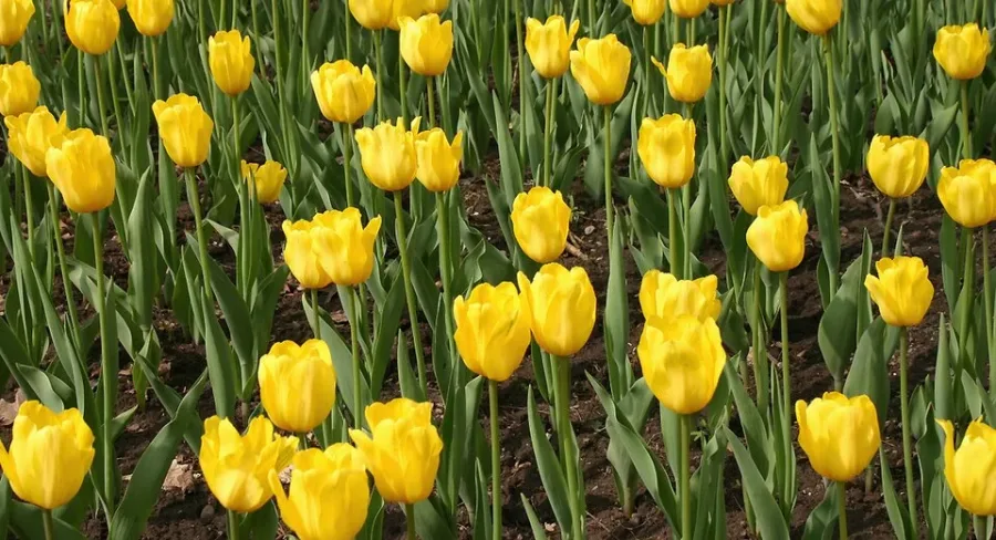 Tulipe
