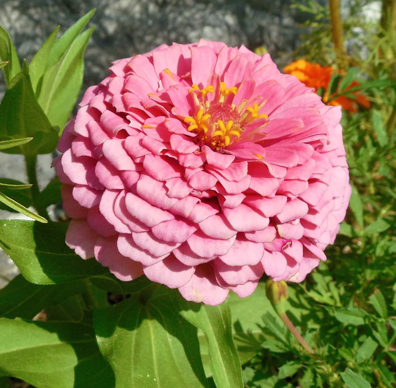 Zinnia
