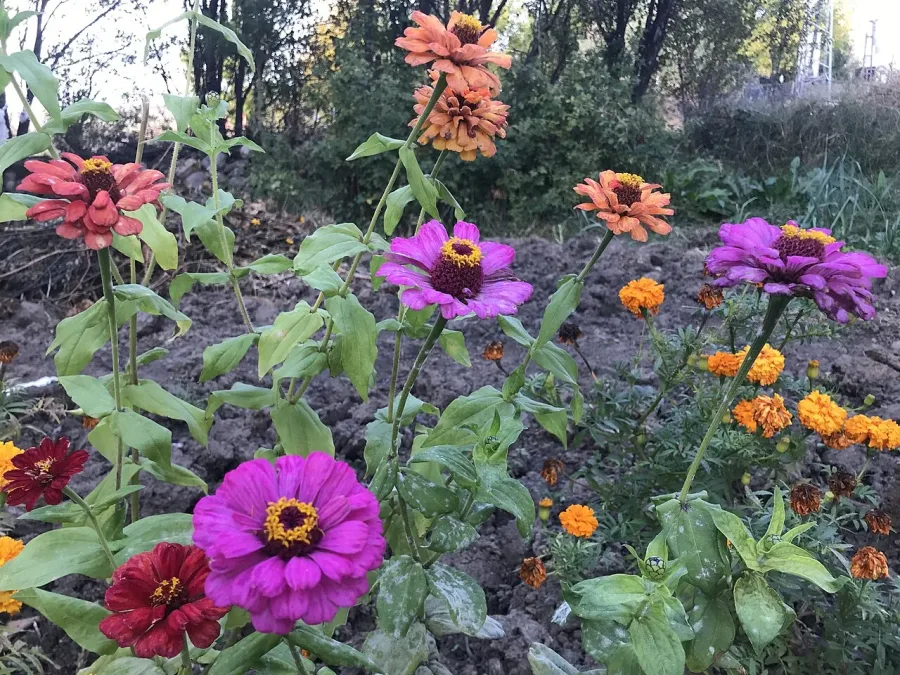 Zinnia