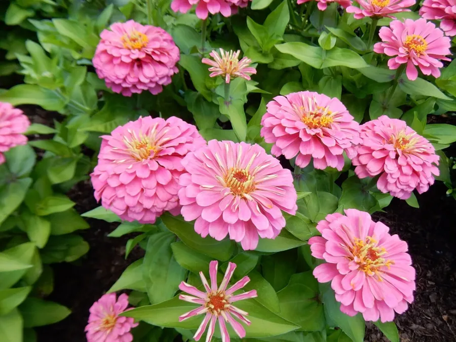 Zinnia